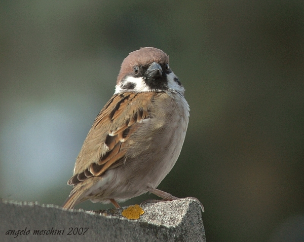 Passera mattugia Passer montanus sul camino